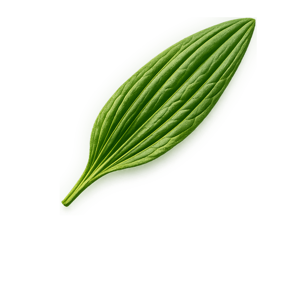 Spitzwegerichblatt